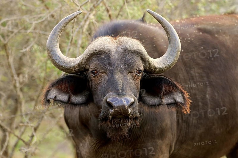 African buffalo