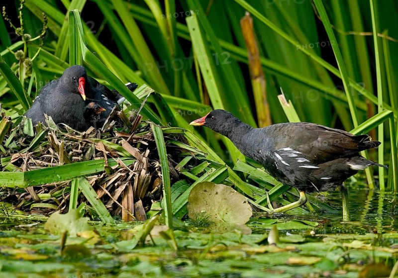 Moorhen