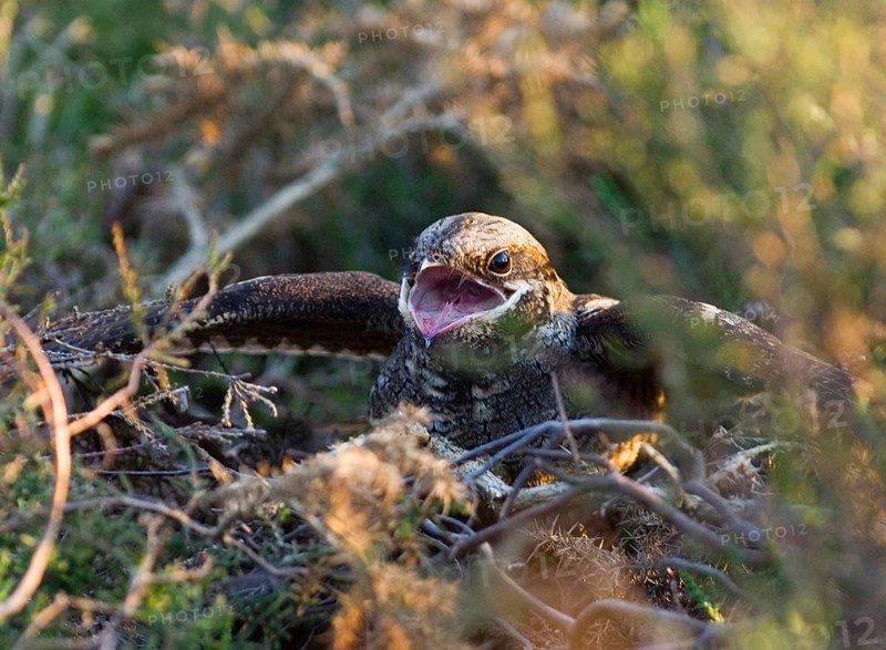 Eurasian european nightjar