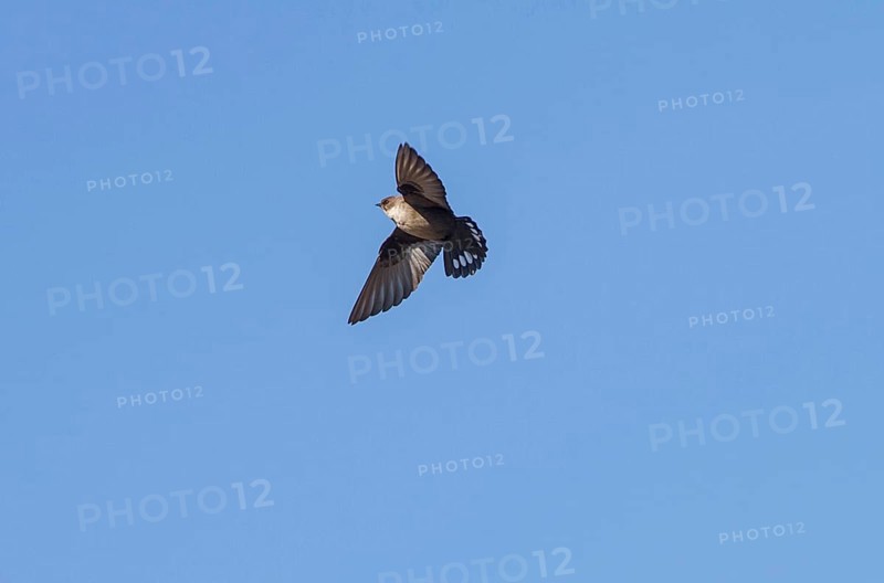 Eurasian crag martin