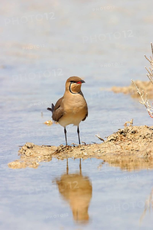 Red-winged Pratincole