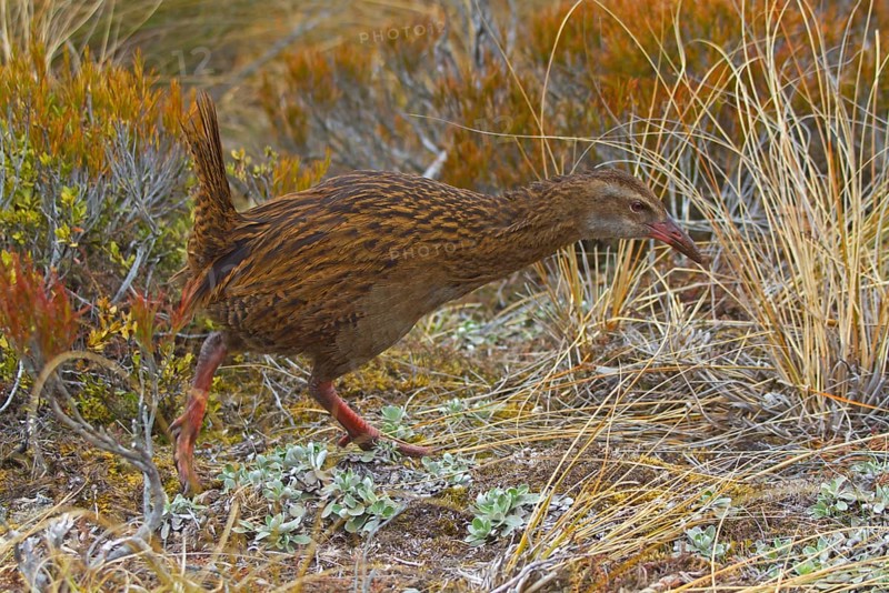 Weka