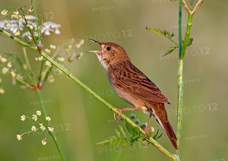 Common grasshopper warbler