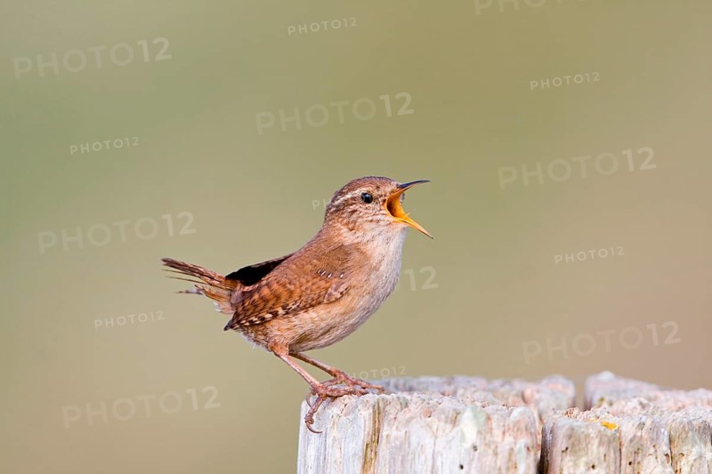 Winter Wren