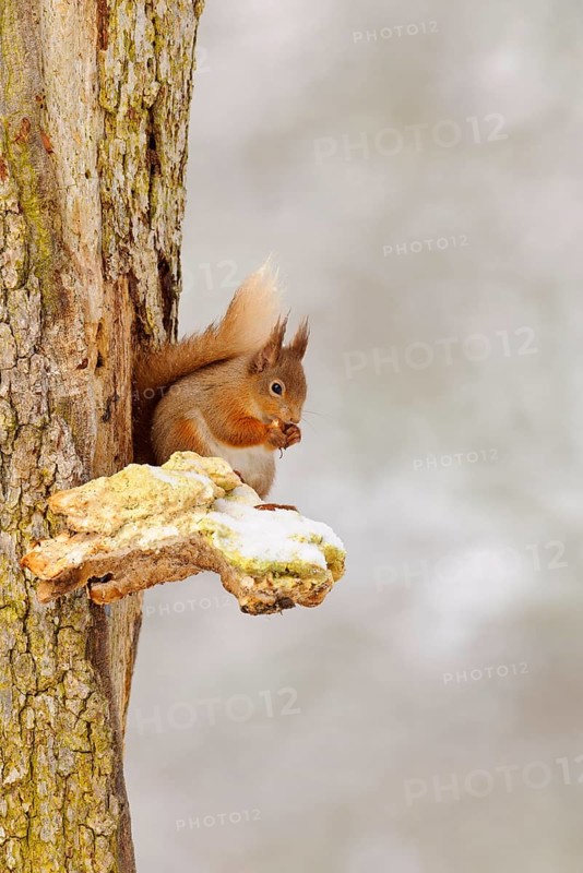 Eurasian red eurasian red squirrel