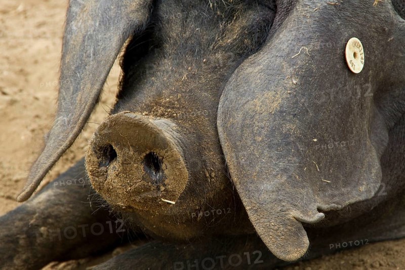 Ear tag on Large Black pig
