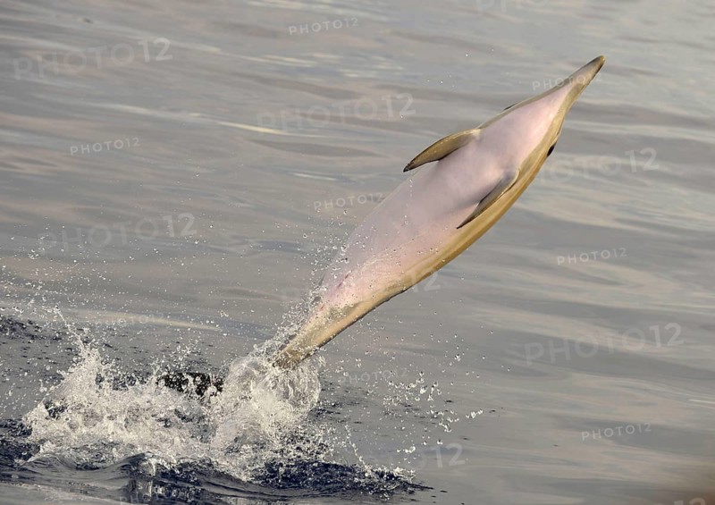 Short-beaked Common Dolphin