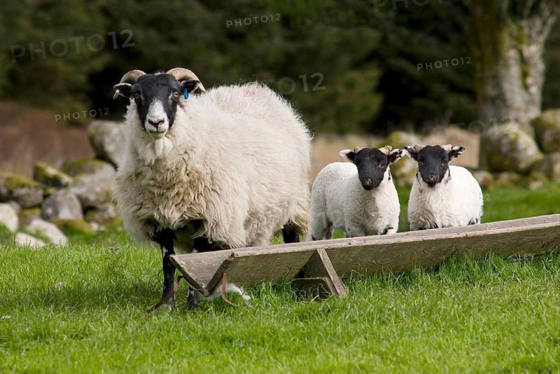 Domestic sheep