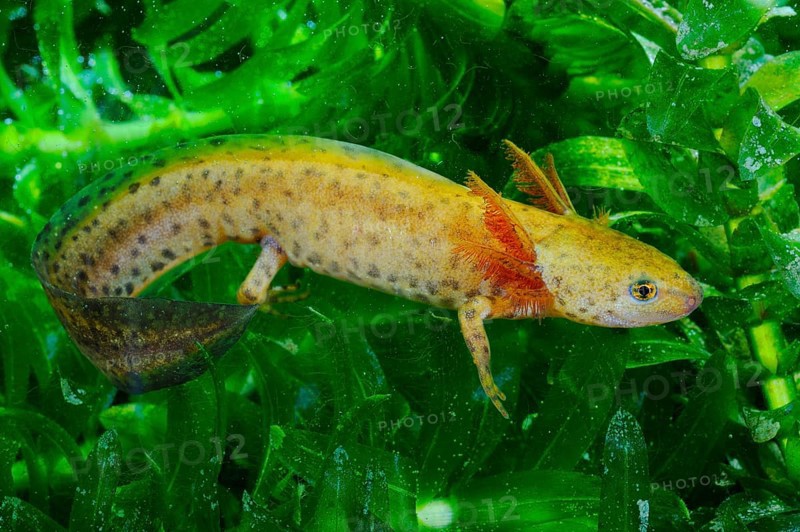 Alpine newt