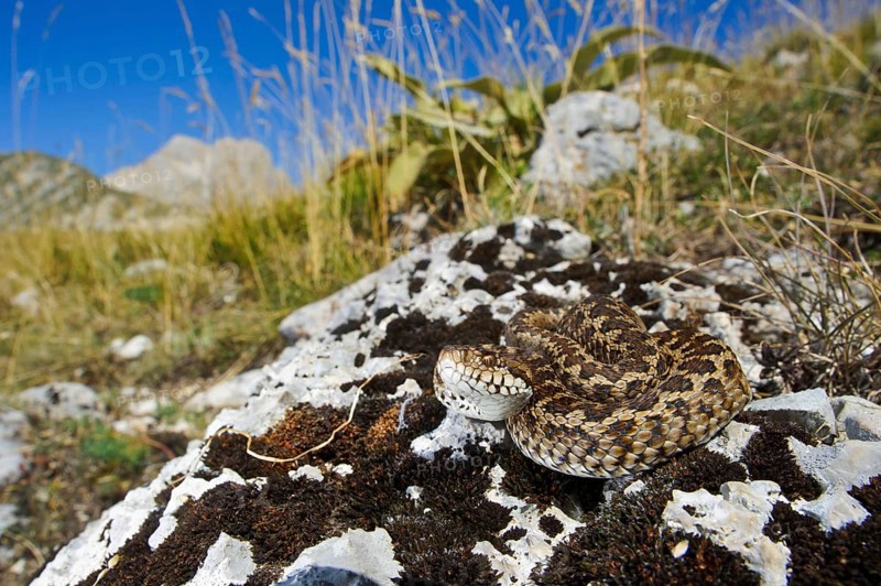 Meadow viper