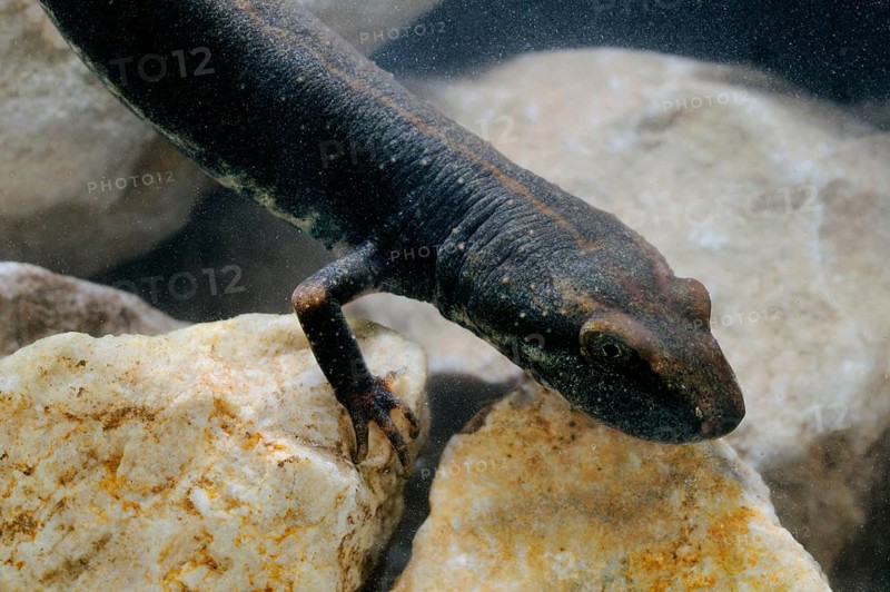 Sardinian brook salamander