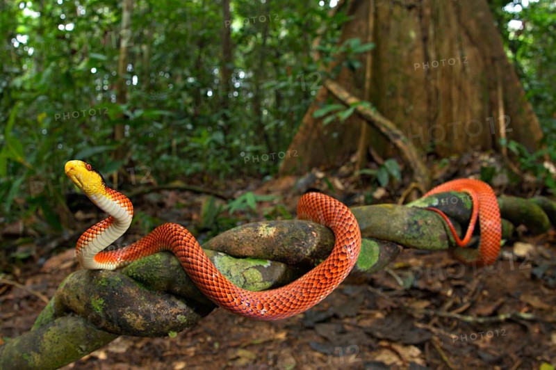 Adult yellow-headed snake