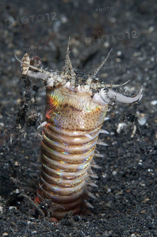 Bobbit worm