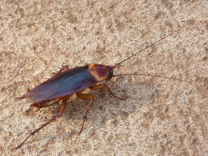 Australian cockroach