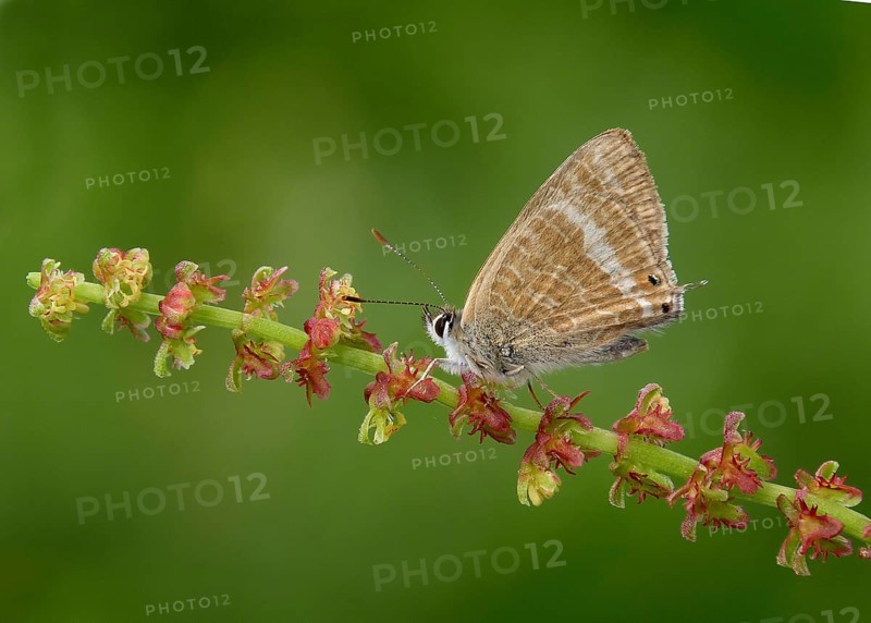 Long-tailed Blue