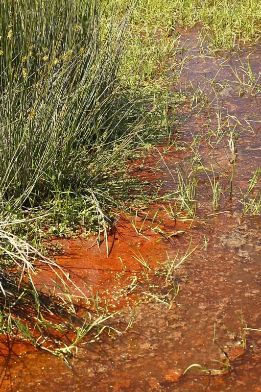 Red cyanobacteria