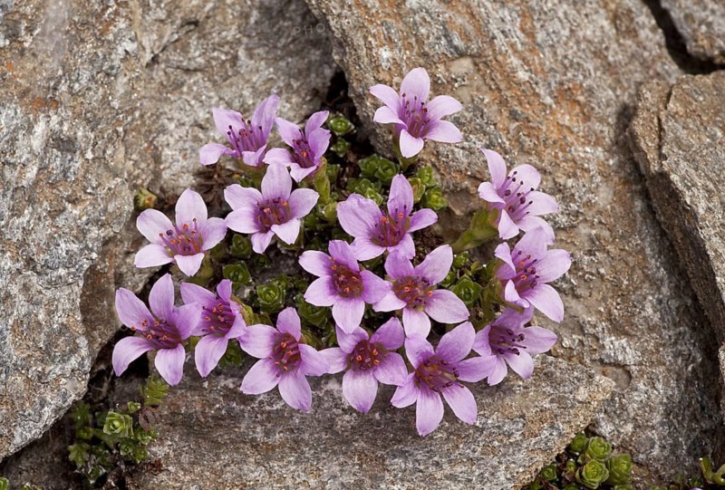 Purple Saxifrage