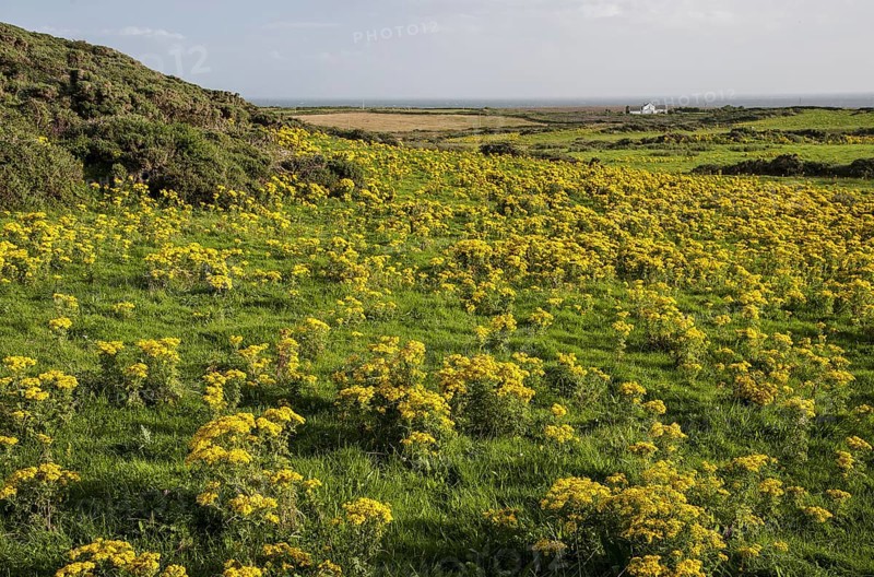 Common ragwort