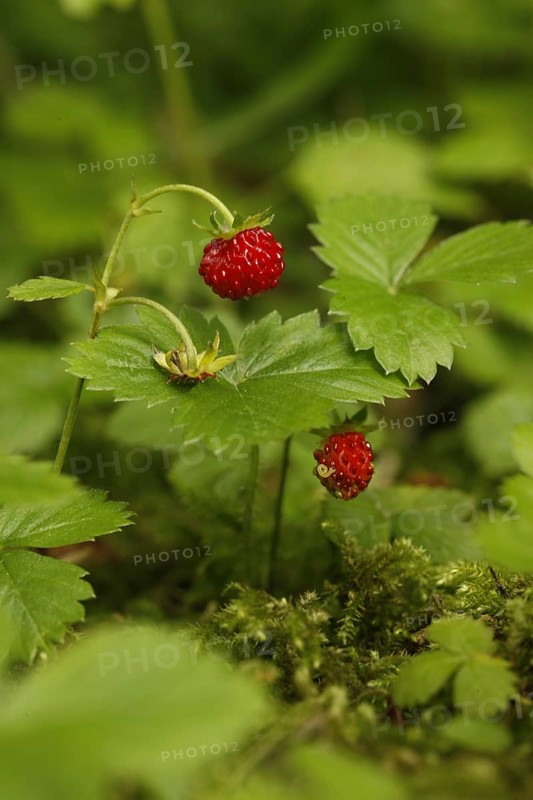 Wild Strawberry