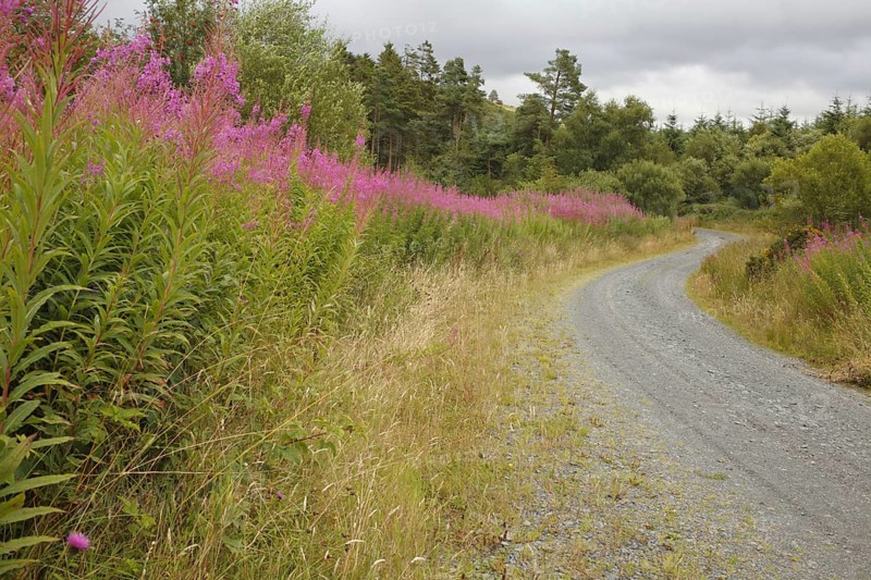 Chamerion angustifolium