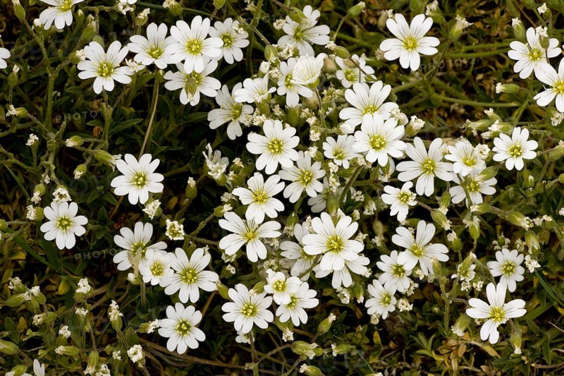 Field Mouse-ear flowering