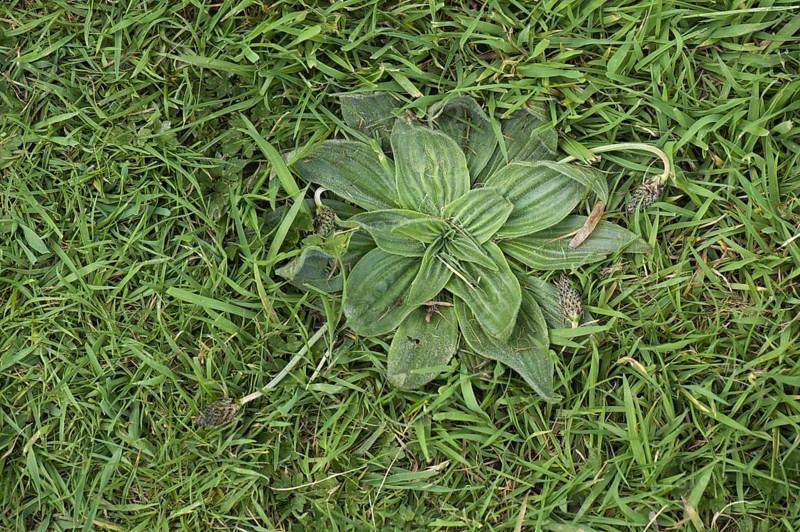 Hoary plantain
