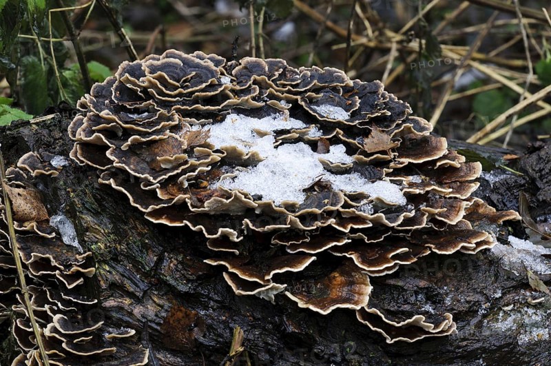 Banded Polypore