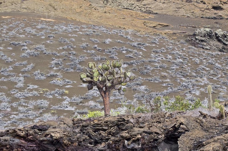 Prickly pear cactus on Bartolome Island Galapagos with grey mat plants growing behind it
