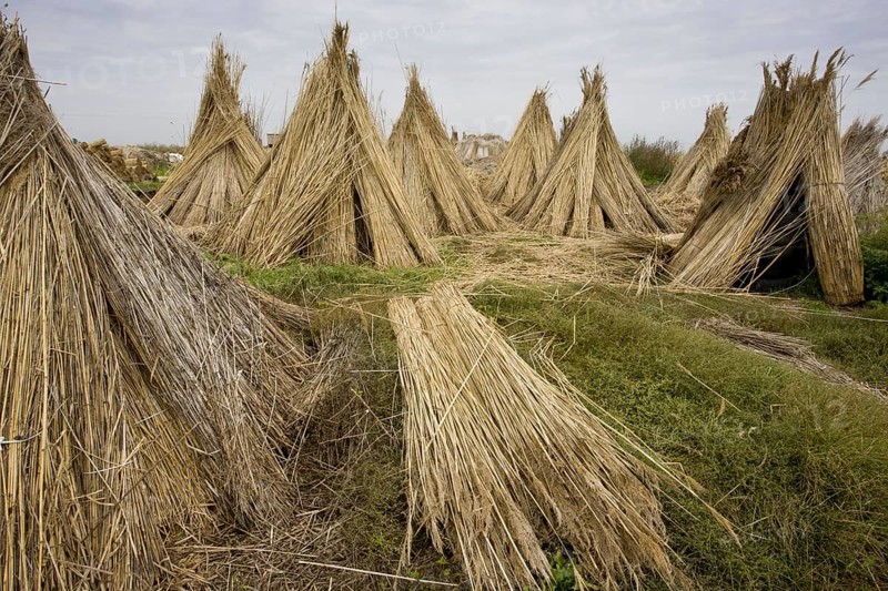 Reed cutting