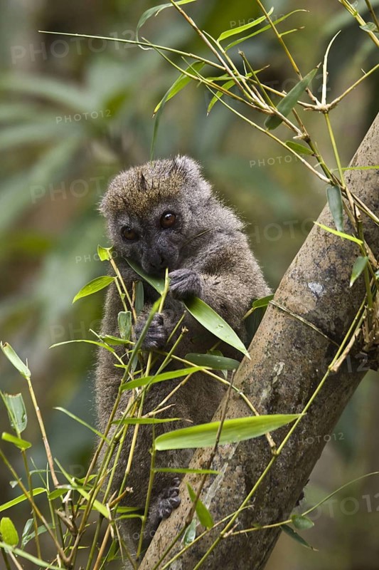 Eastern bamboo lemur