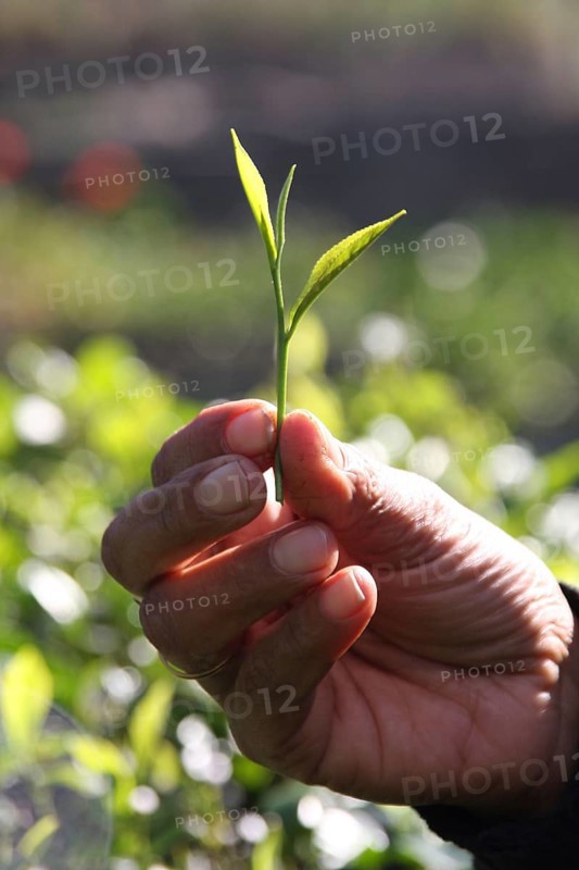 The leaf tips of the tea plant are known as silver tips