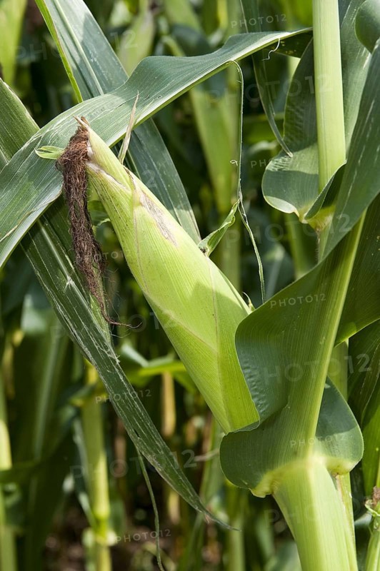 Maize