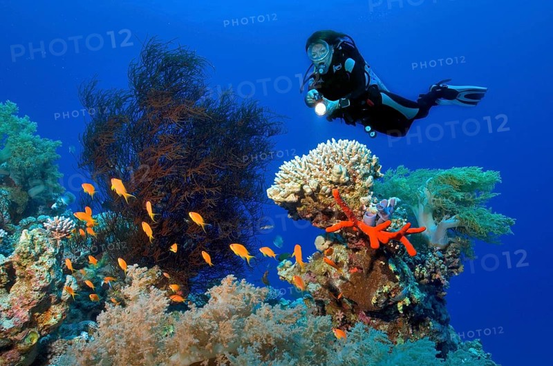 Divers and Corals