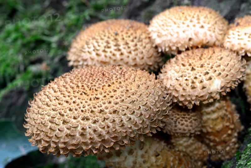 Shaggy scalycap