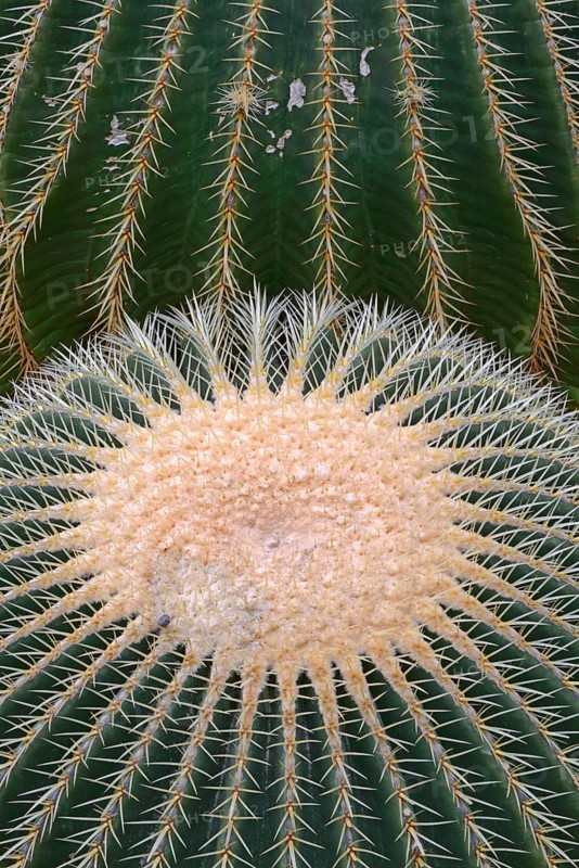 Gold ball cactus