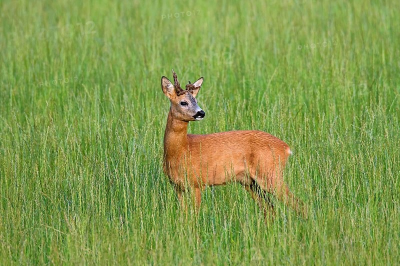 European roe deer