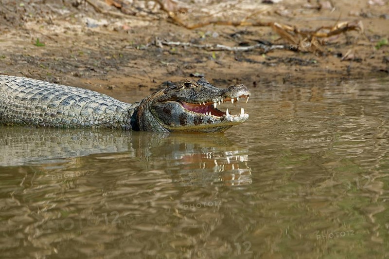 Yacare caiman