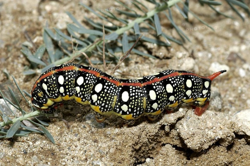 Spurge hawk-moth