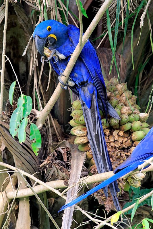 Blue macaw