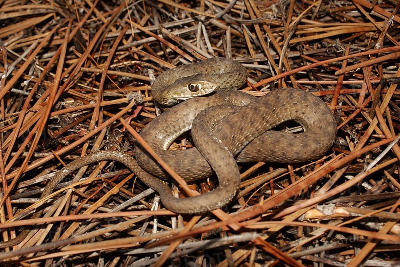 Western lizard snake