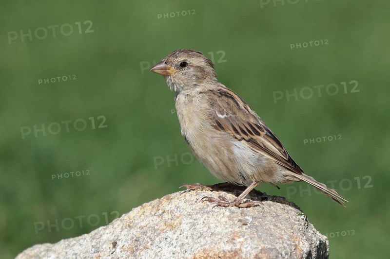 House sparrow