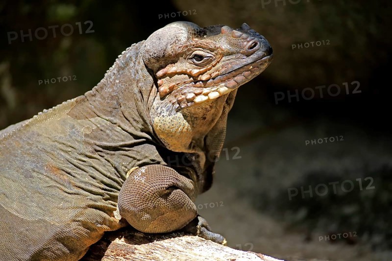 Rhinoceros iguana