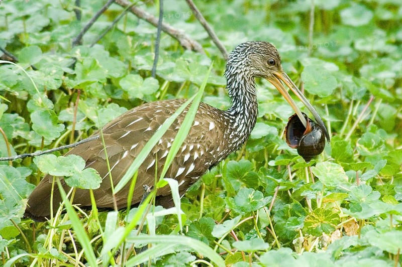 Limpkin