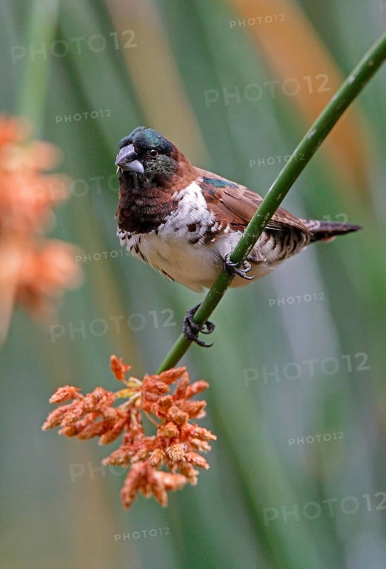 Bronze Munia