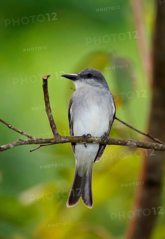 Grey Kingbird