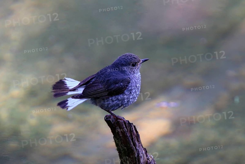 Water Redstart