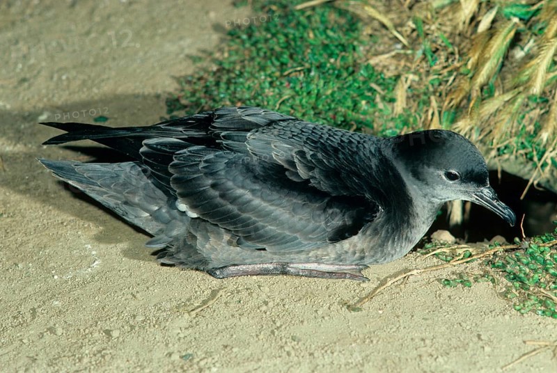 Short-tailed shearwater