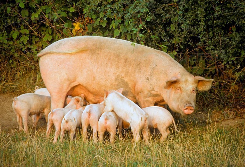 Domestic pig