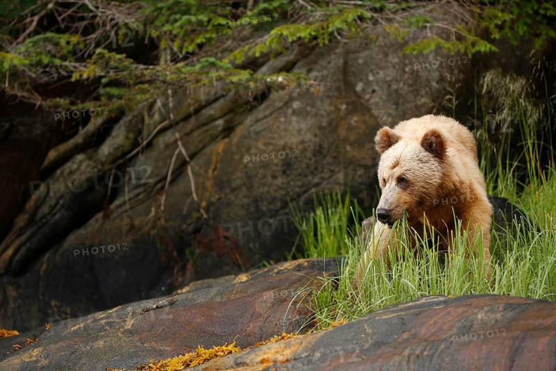 Adult grizzly bear