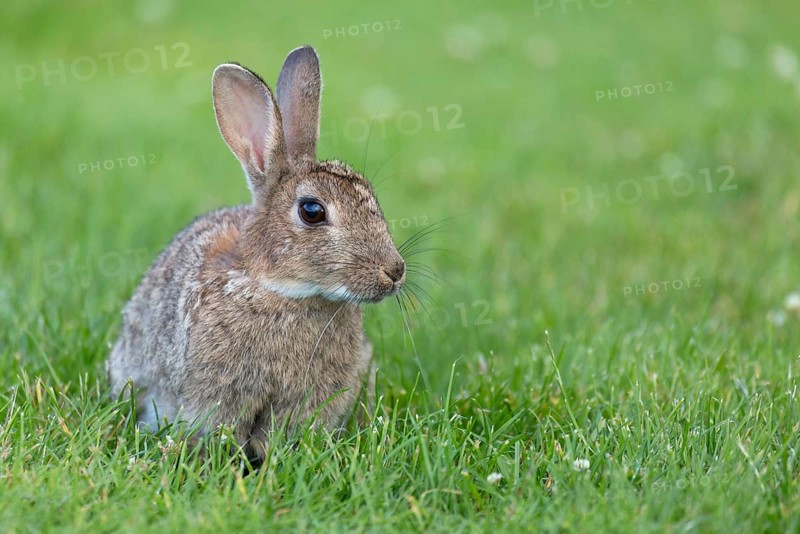 Adult european rabbit